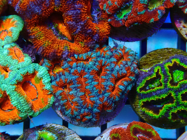 Monsoon Aquatics Rainbow/Unique Acan Frag