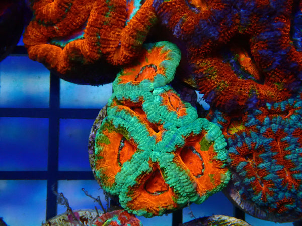 Monsoon Aquatics Ultra Acan Frag