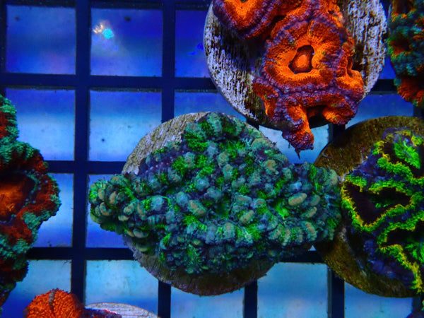 Monsoon Aquatics Ultra Acan Frag