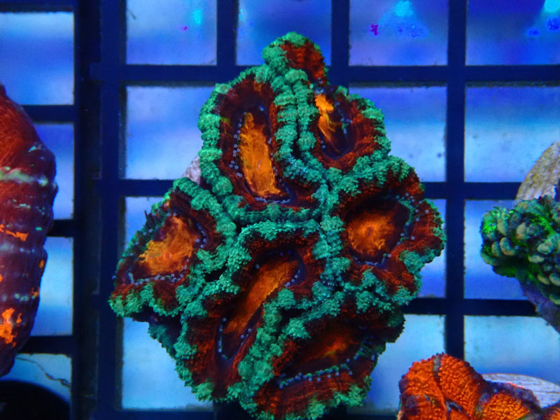 Monsoon Aquatics Ultra Acan Frag