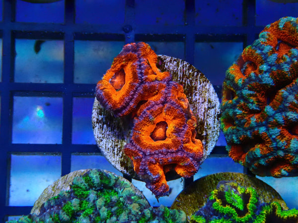 Monsoon Aquatics Ultra Acan Frag