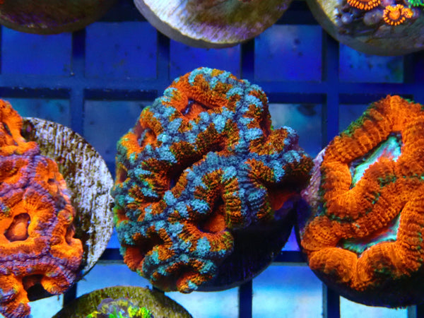Monsoon Aquatics Rainbow/Unique Acan Frag