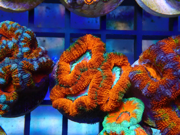 Monsoon Aquatics Ultra Acan Frag