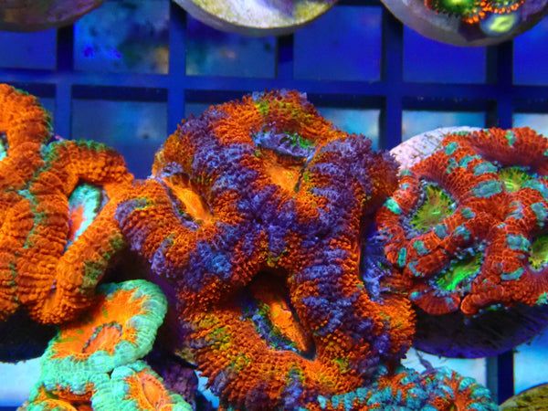 Monsoon Aquatics Rainbow/Unique Acan Frag