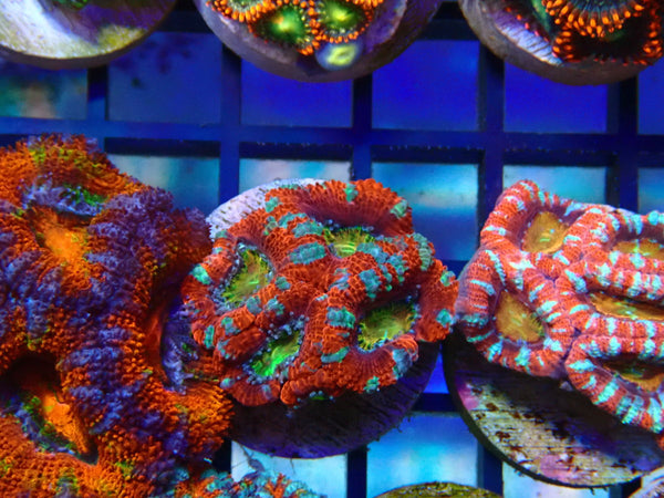 Monsoon Aquatics Rainbow/Unique Acan Frag