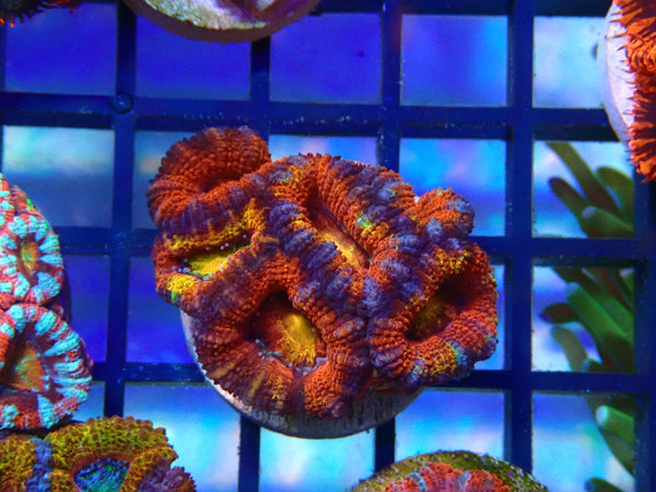 Monsoon Aquatics Rainbow/Unique Acan Frag