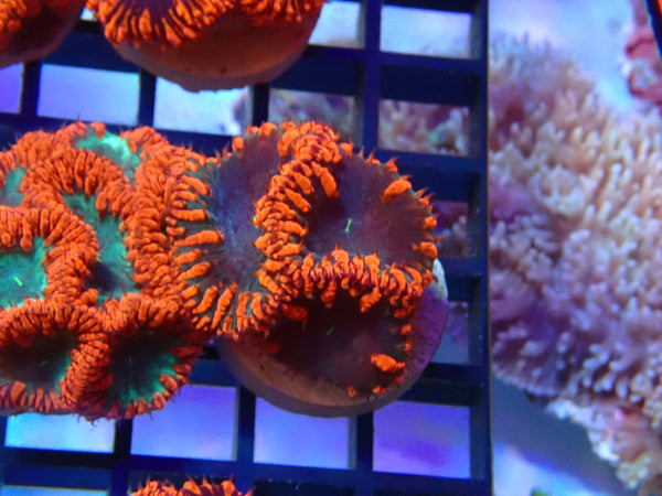 Monsoon Aquatics Blastomussa Frag
