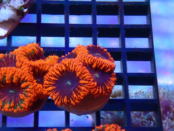 Monsoon Aquatics Blastomussa Frag