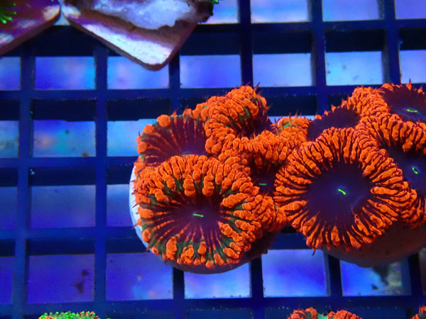 Monsoon Aquatics Blastomussa Frag Signature Rainbow cracker