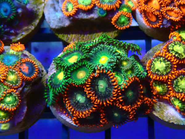 Monsoon Aquatics Ultra Zoa Frag