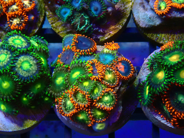 Monsoon Aquatics Ultra Zoa Frag