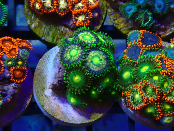 Monsoon Aquatics Ultra Zoa Frag