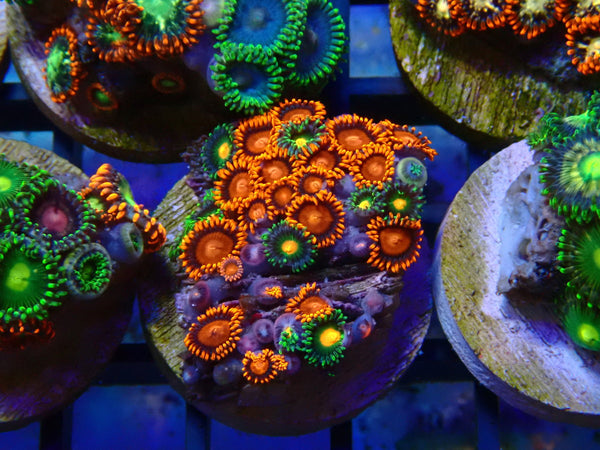 Monsoon Aquatics Ultra Zoa Frag