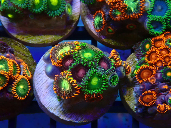 Monsoon Aquatics Ultra Zoa Frag