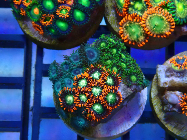 Monsoon Aquatics Ultra Zoa Frag