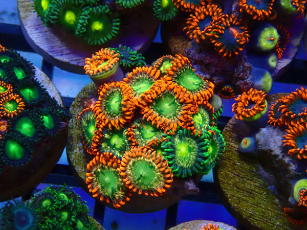 Monsoon Aquatics Ultra Zoa Frag