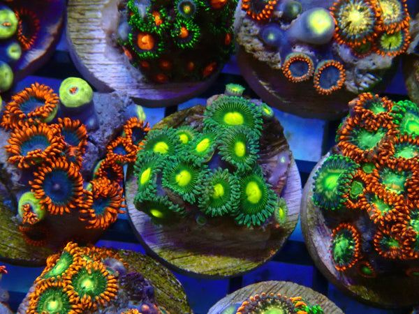 Monsoon Aquatics Ultra Zoa Frag