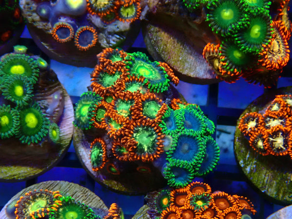 Monsoon Aquatics Ultra Zoa Frag
