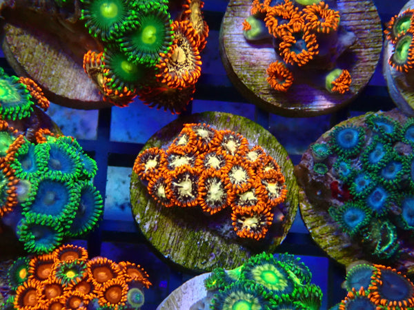 Monsoon Aquatics Ultra Zoa Frag