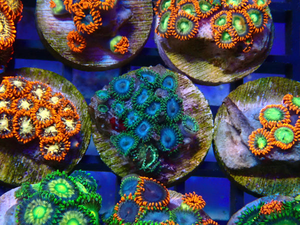 Monsoon Aquatics Ultra Zoa Frag