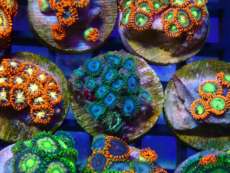 Monsoon Aquatics Ultra Zoa Frag