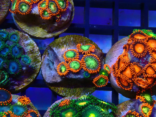 Monsoon Aquatics Ultra Zoa Frag