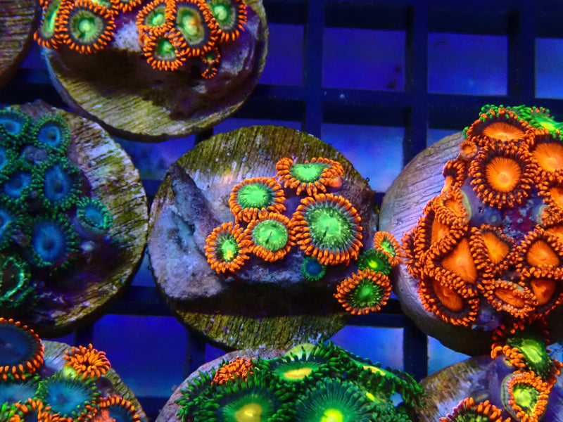 Monsoon Aquatics Ultra Zoa Frag