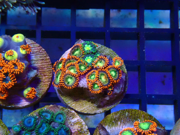 Monsoon Aquatics Ultra Zoa Frag