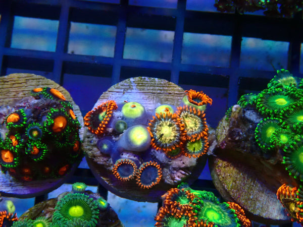 Monsoon Aquatics Ultra Zoa Frag