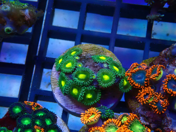 Monsoon Aquatics Ultra Zoa Frag