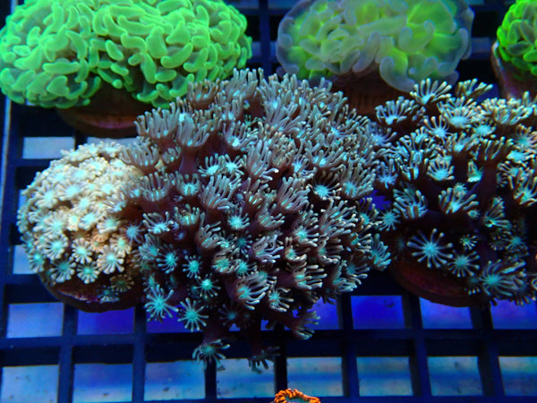 Monsoon Aquatics Pink Alveopora