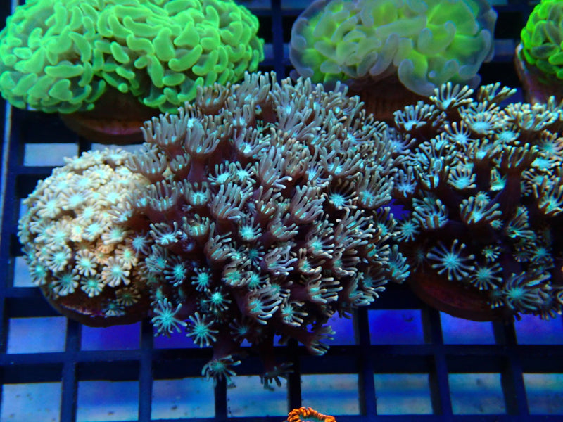 Monsoon Aquatics Pink Alveopora