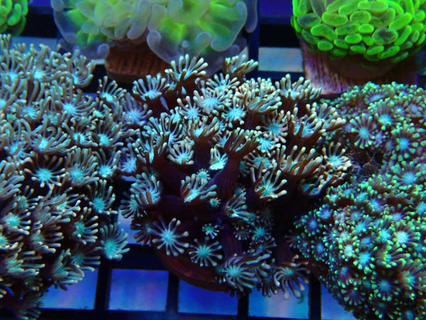 Monsoon Aquatics Pink Alveopora