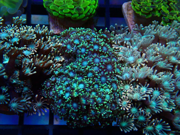Monsoon Aquatics Ultra Alveopora