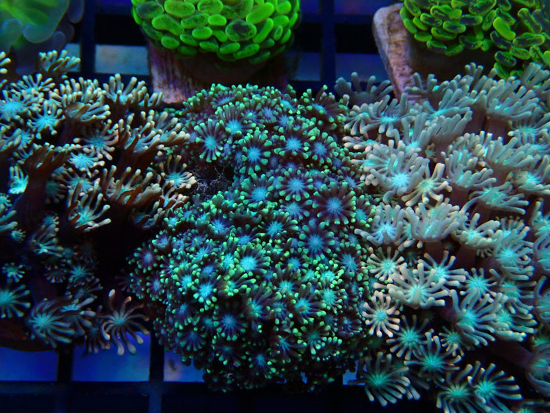 Monsoon Aquatics Ultra Alveopora