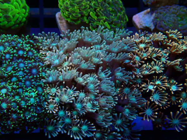 Monsoon Aquatics Pink Alveopora