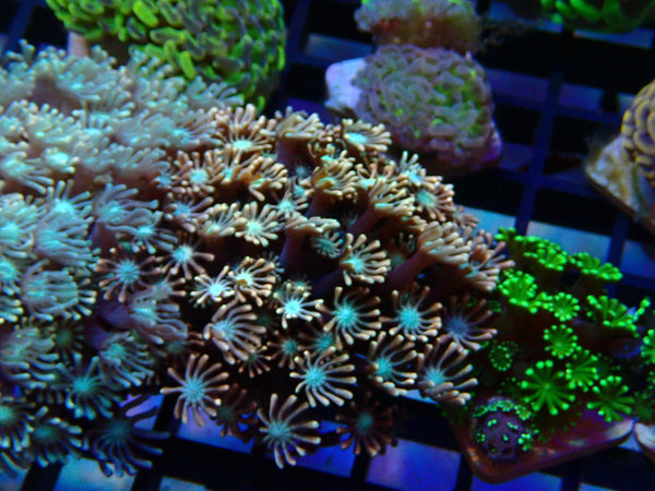 Monsoon Aquatics Pink Alveopora
