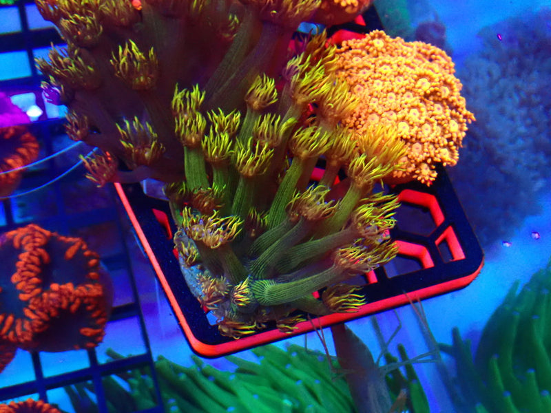 Monsoon Aquatics Rare Unique Goni Frag
