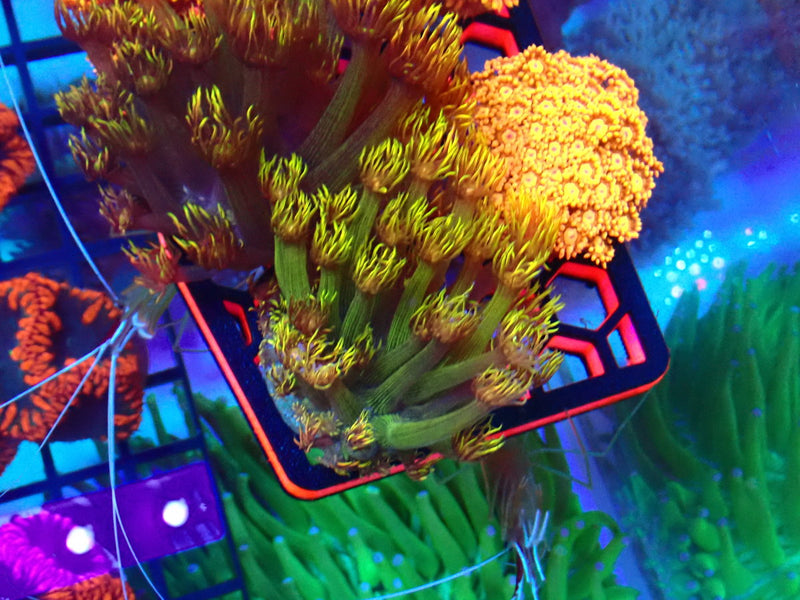 Monsoon Aquatics Rare Unique Goni Frag