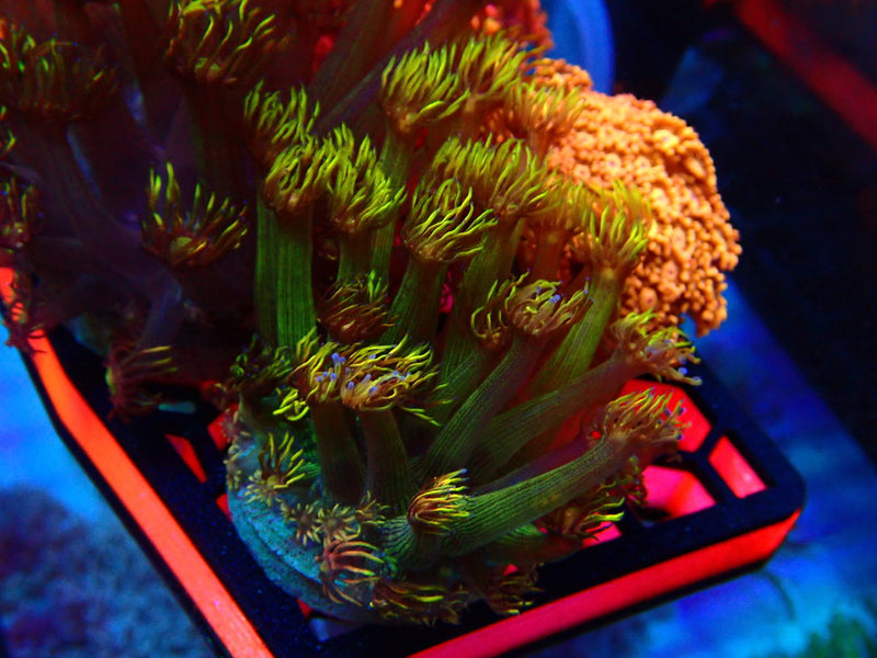 Monsoon Aquatics Rare Unique Goni Frag