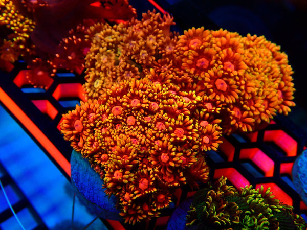 Monsoon Aquatics Rare Unique Goni Frag