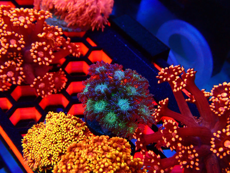 Glitter Goni Frag