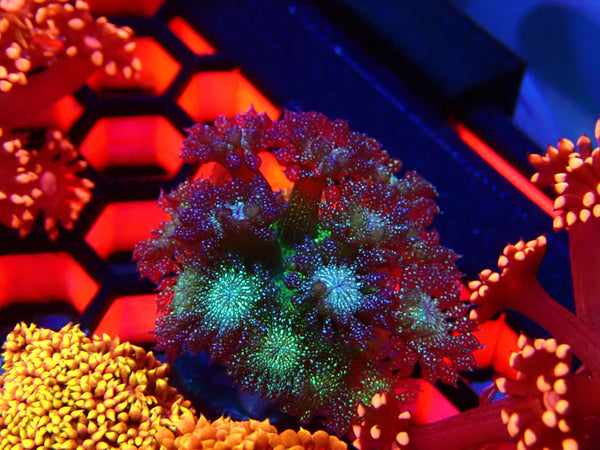 Glitter Goni Frag