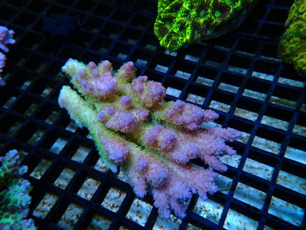 Ultra Acropora medium