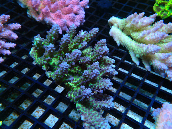 Ultra Acropora medium