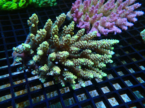 Ultra Acropora medium
