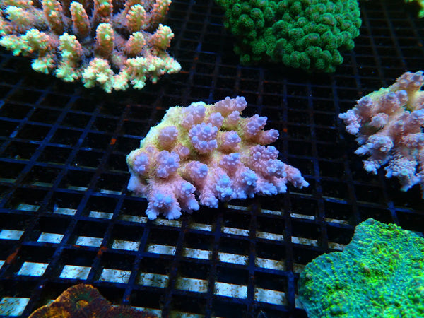 Ultra Acropora small