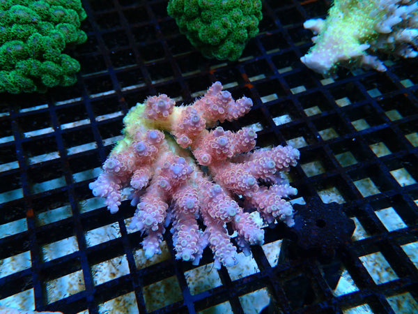 Ultra Acropora small