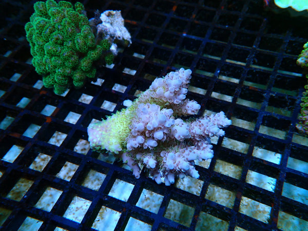 Ultra Acropora small