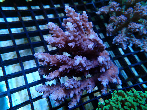 Acropora Clearance